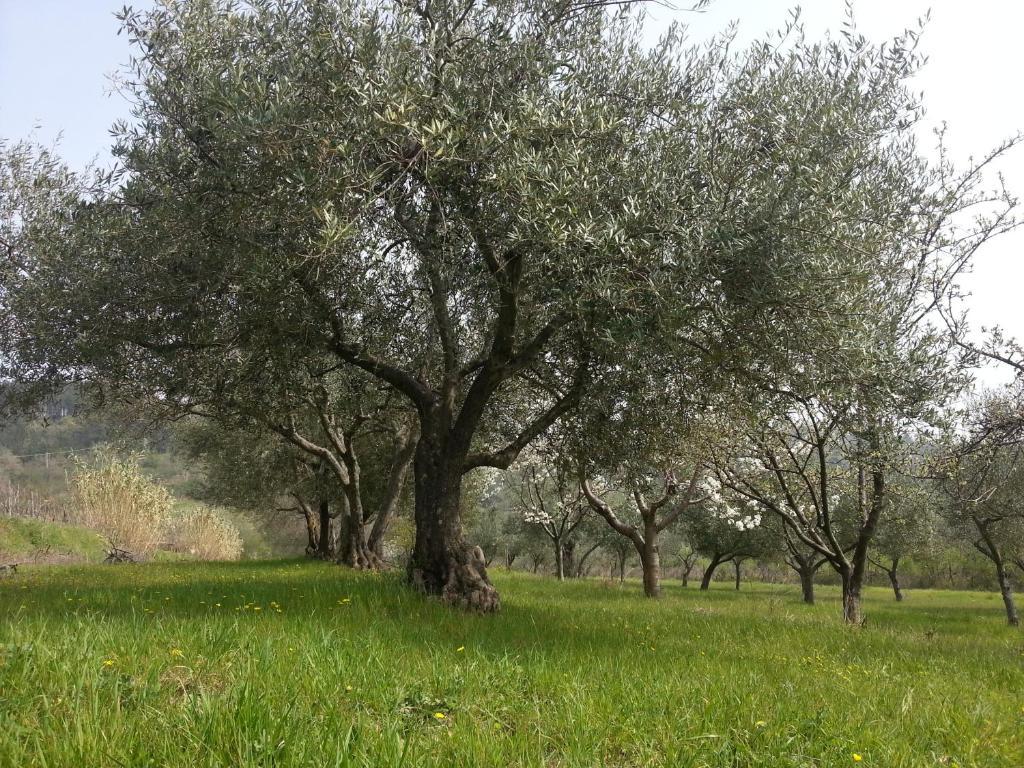 Al Merlo Olivo, Rural Istrian House Буйе Экстерьер фото
